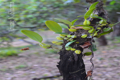 Bulbophyllum neilgherensis